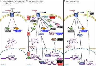 α9-Containing Nicotinic Receptors in Cancer